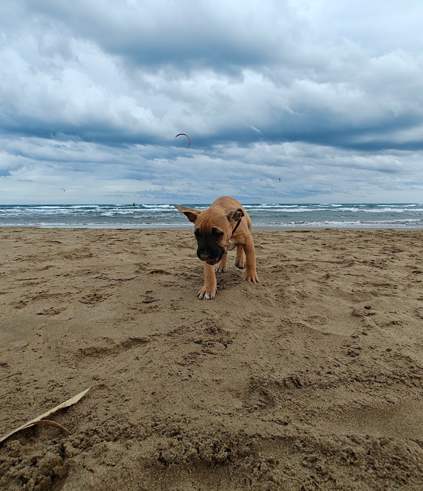 Plage du Créneau Naturel