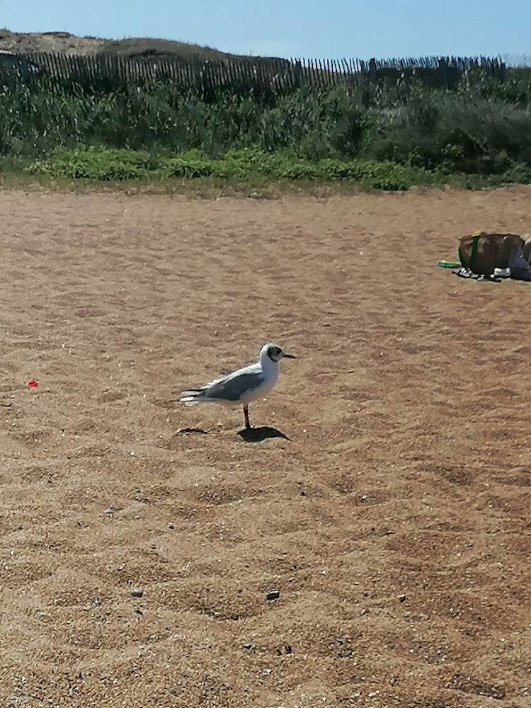 Plage de l'Aubraie