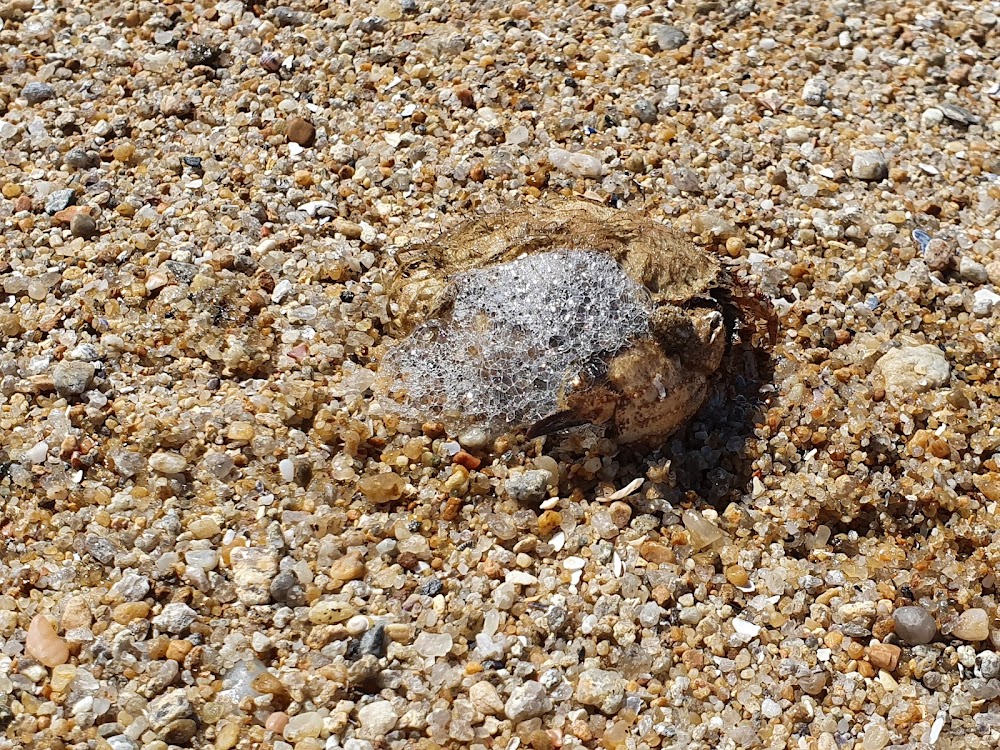 Plage des Sableaux