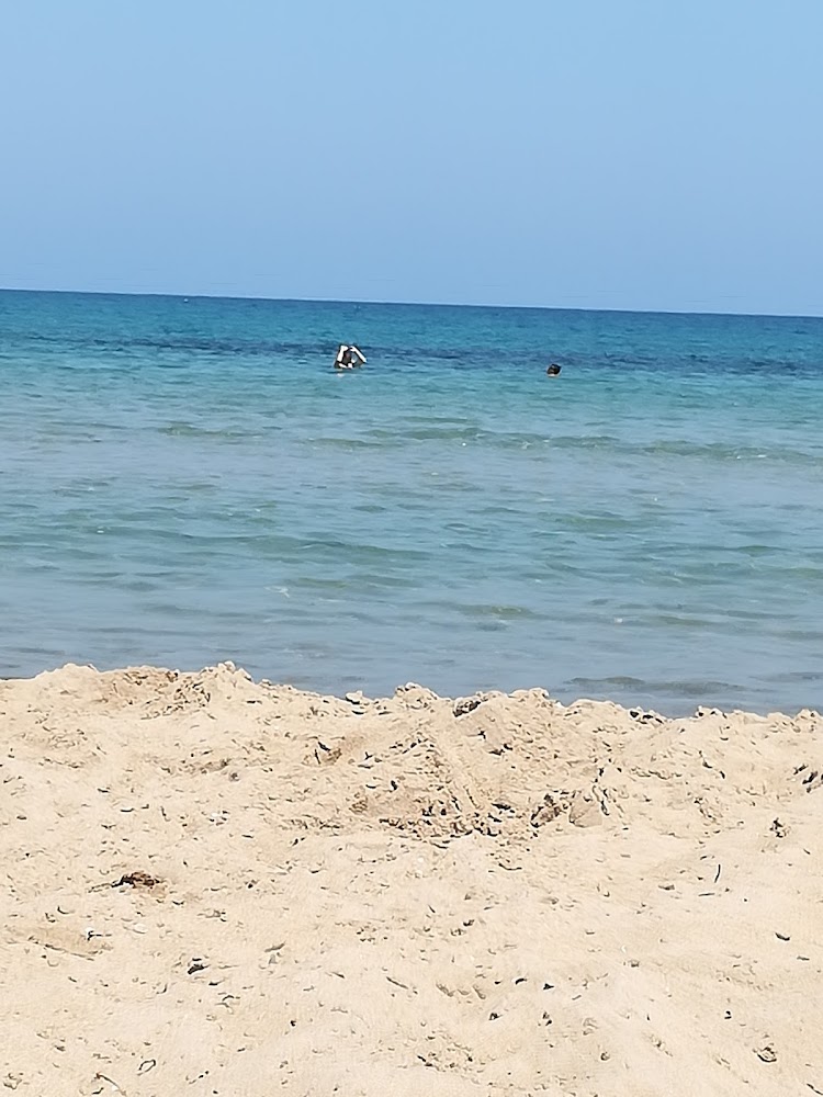 Platja de gossos del Campello Punta del Riu