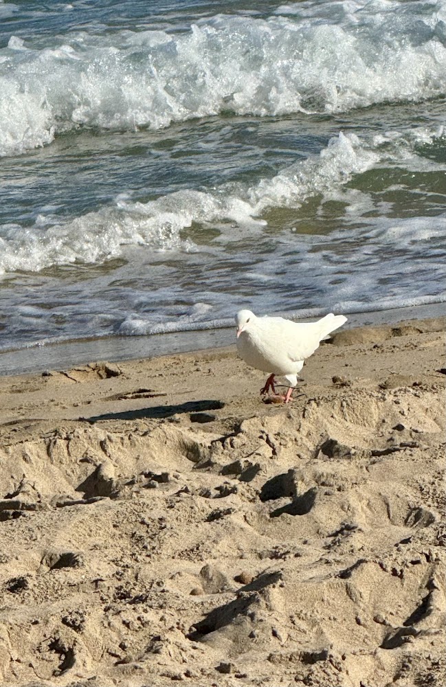 Platja de gossos del Campello Punta del Riu