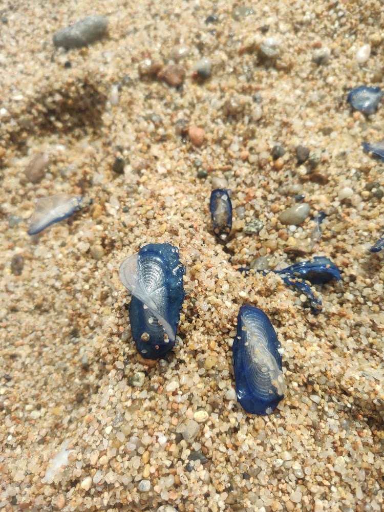 Platja de Calella
