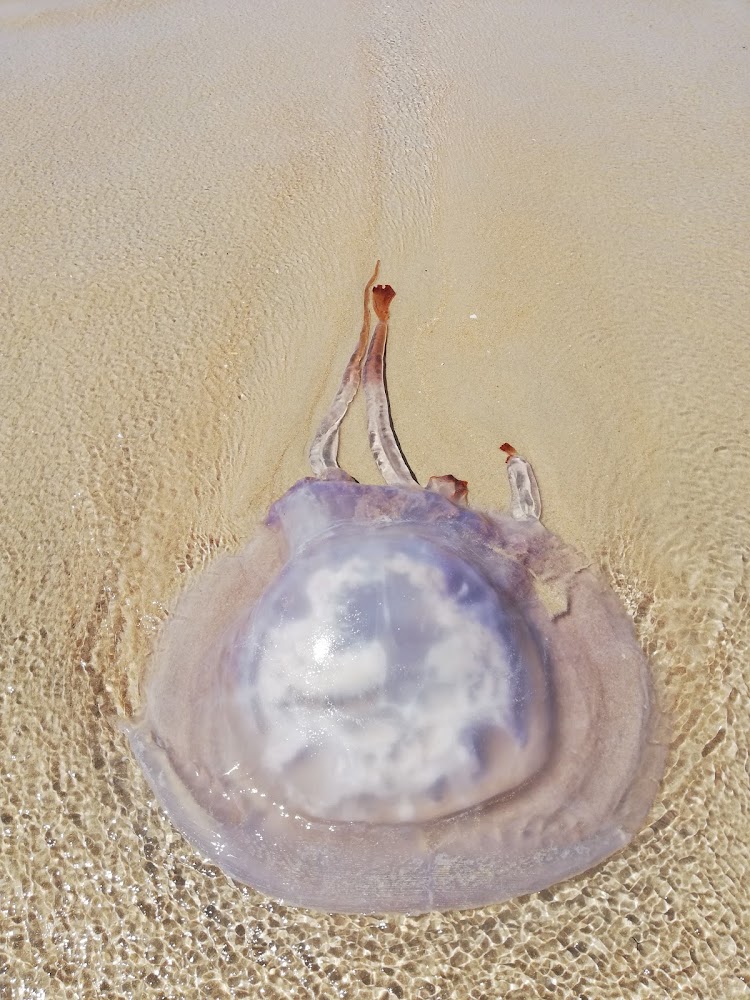 Playa de La Barrosa, 2° Pista, Chiclana