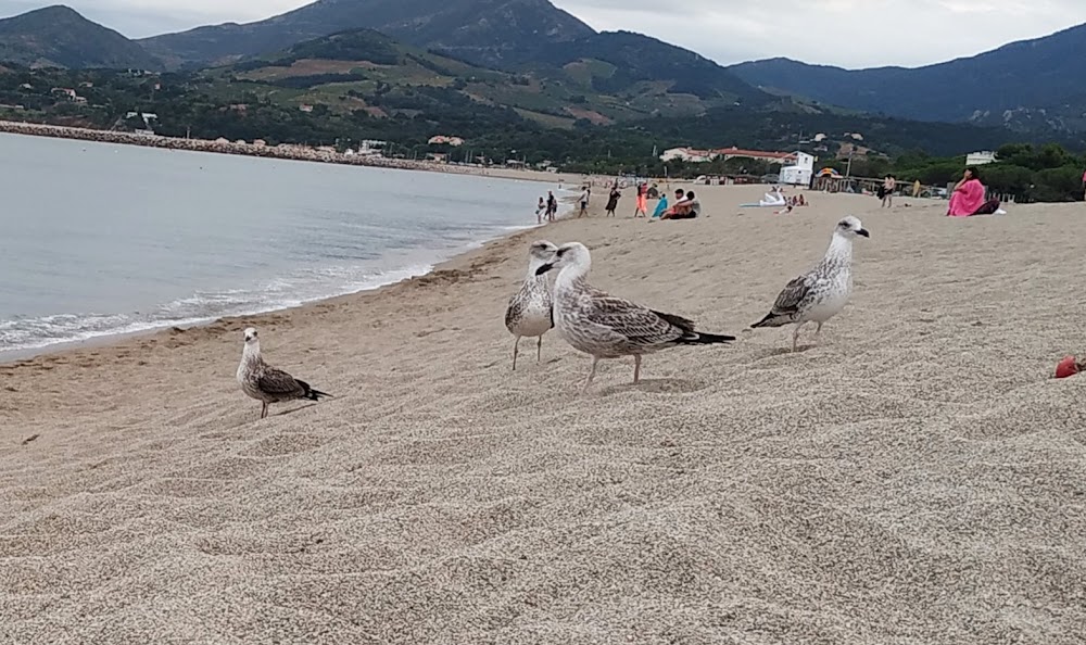 Plage Centre