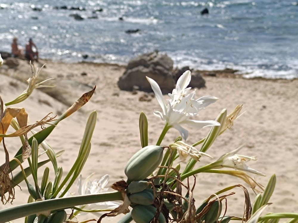 Playa Punta Paloma
