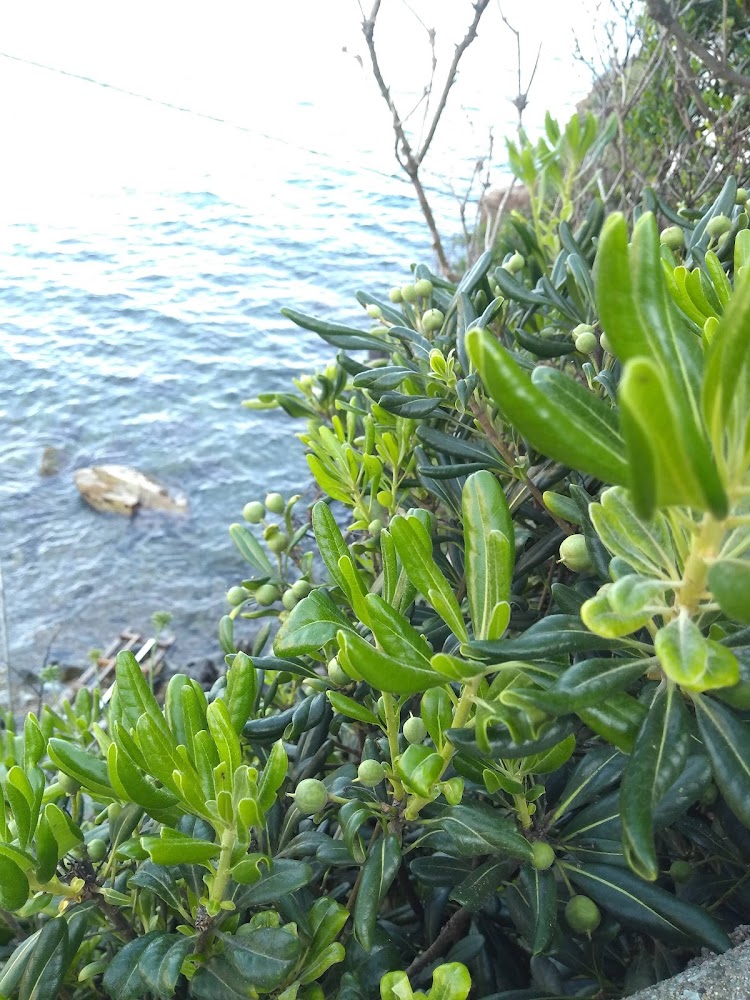 Platja d'Es Monestrí