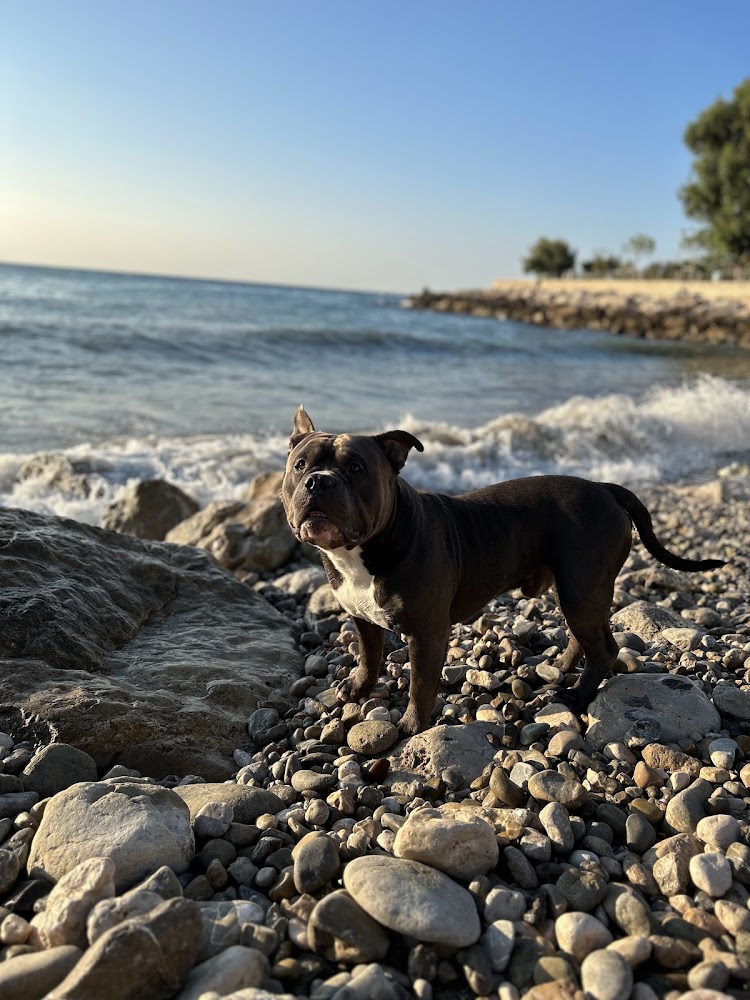 Plage des Chiens