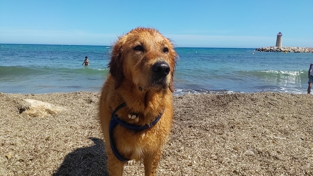 Plage des Chiens