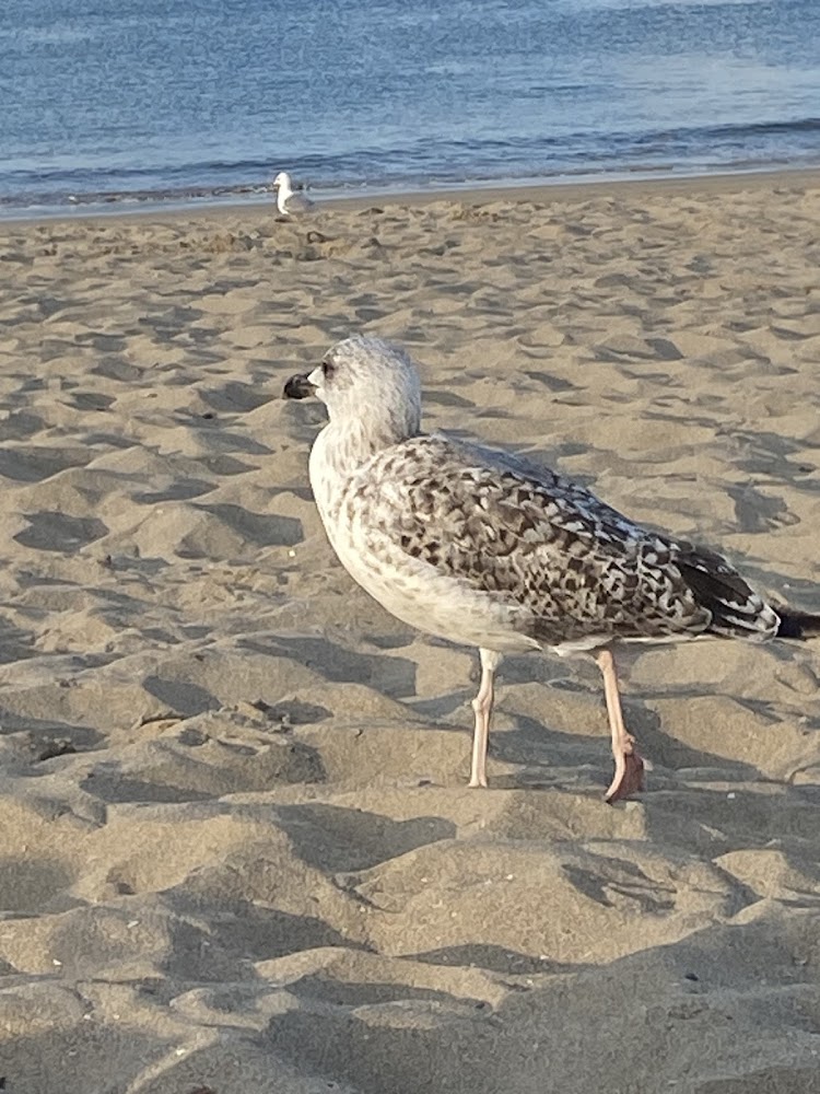 Playa de Fuenterrabía (Fuenterrabía)