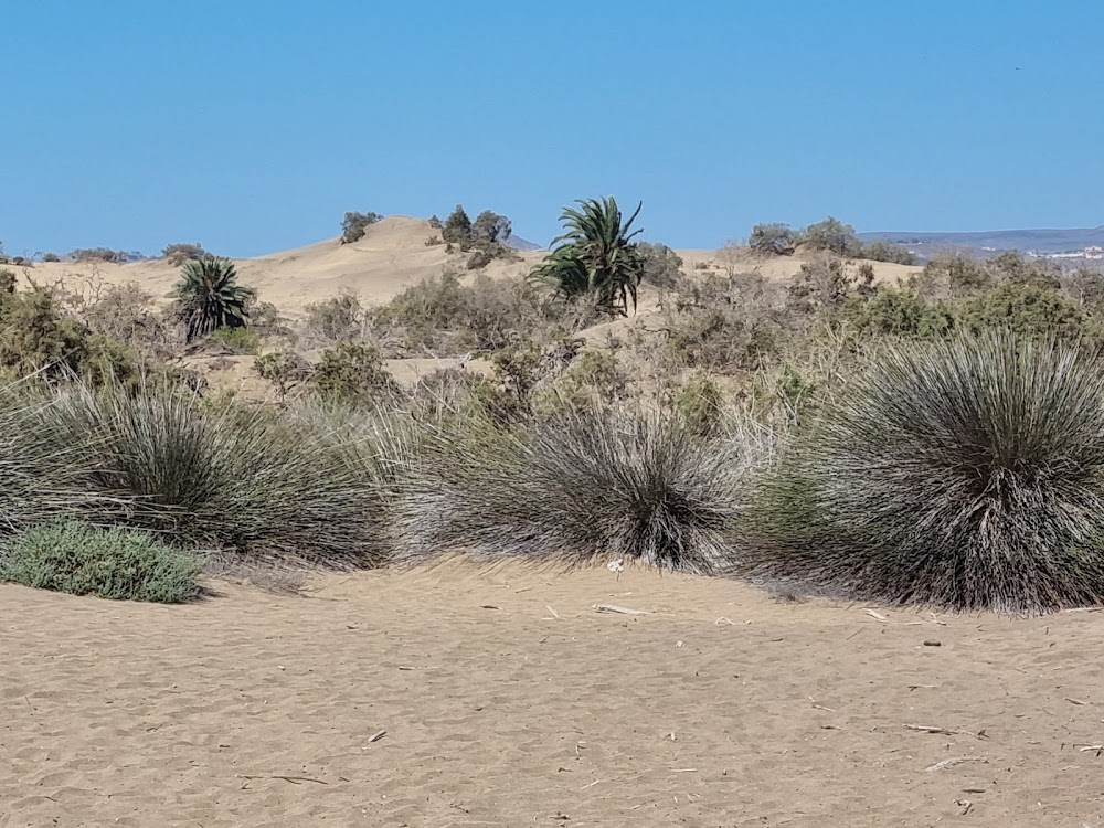 Playa de Maspalomas (Maspalomas)