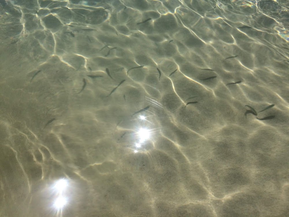 Playa del Matorral
