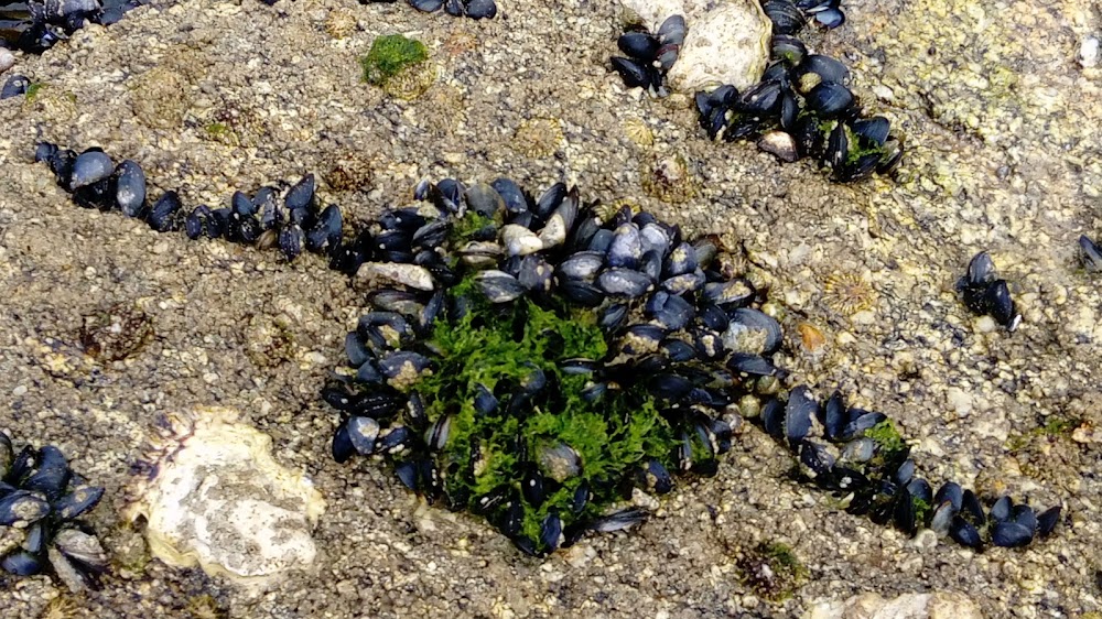 Plage de Cornouaille