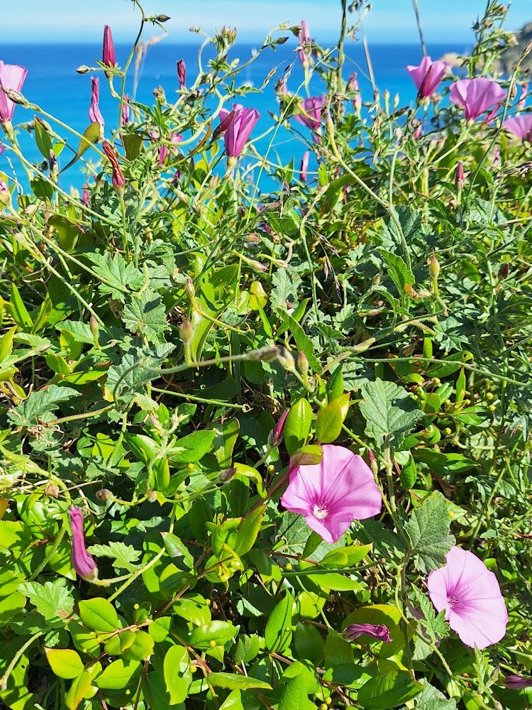 Plage de l’Escalet