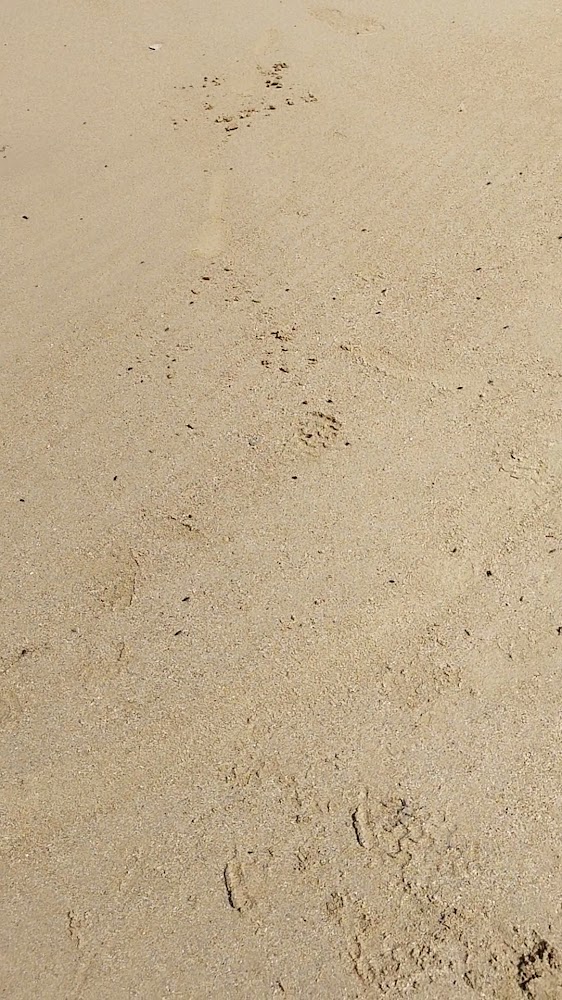 Plage de Courseulles