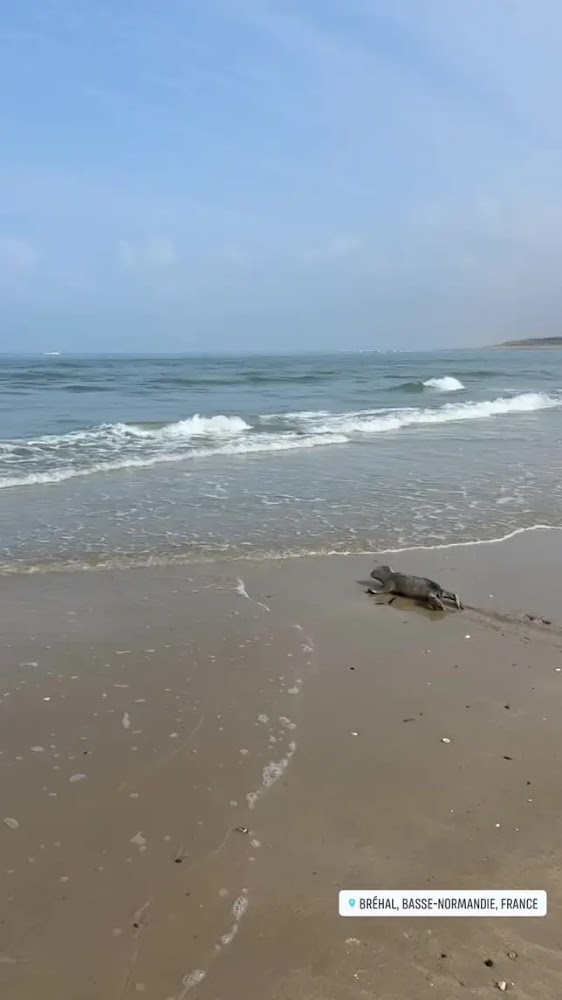 plage de Bréville-sur-Mer