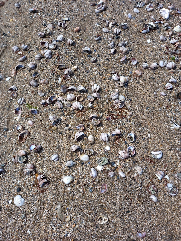 plage de Bréville-sur-Mer