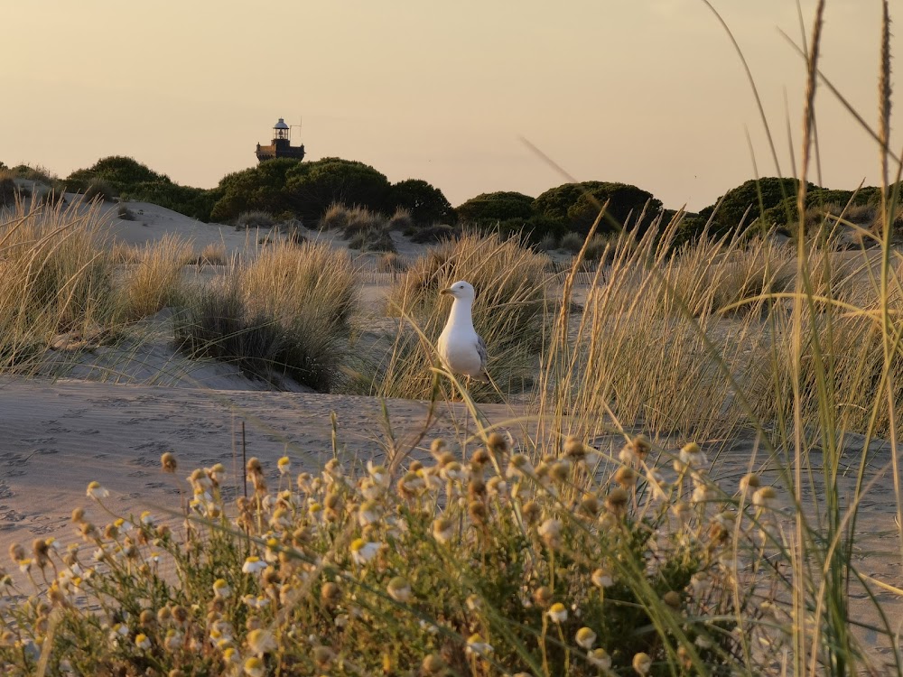 Plage de l’Espiguette