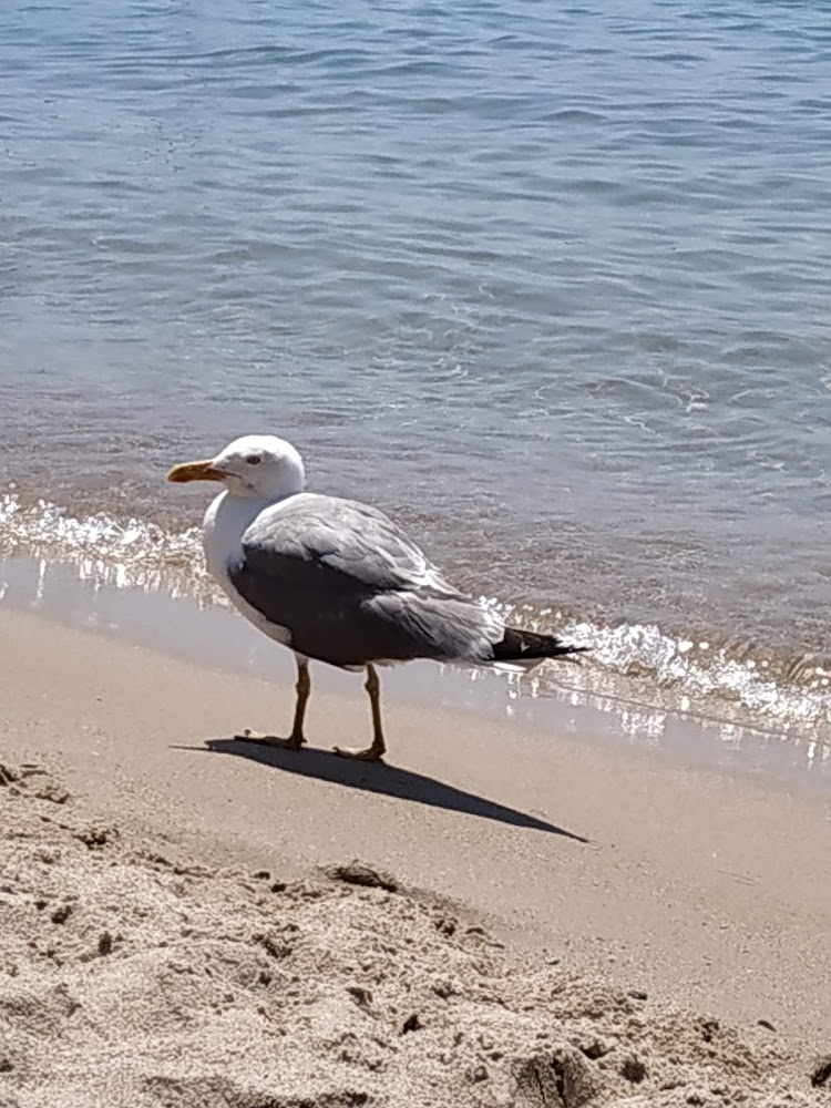 Handiplage de Bijou Plage