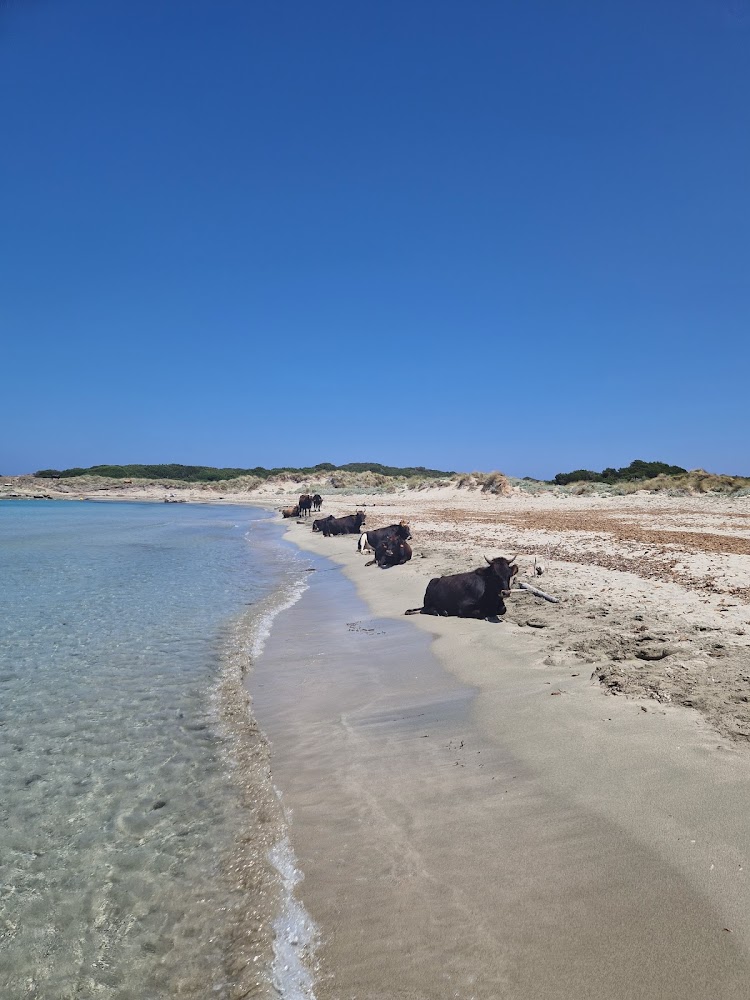Plage de Barcaggio