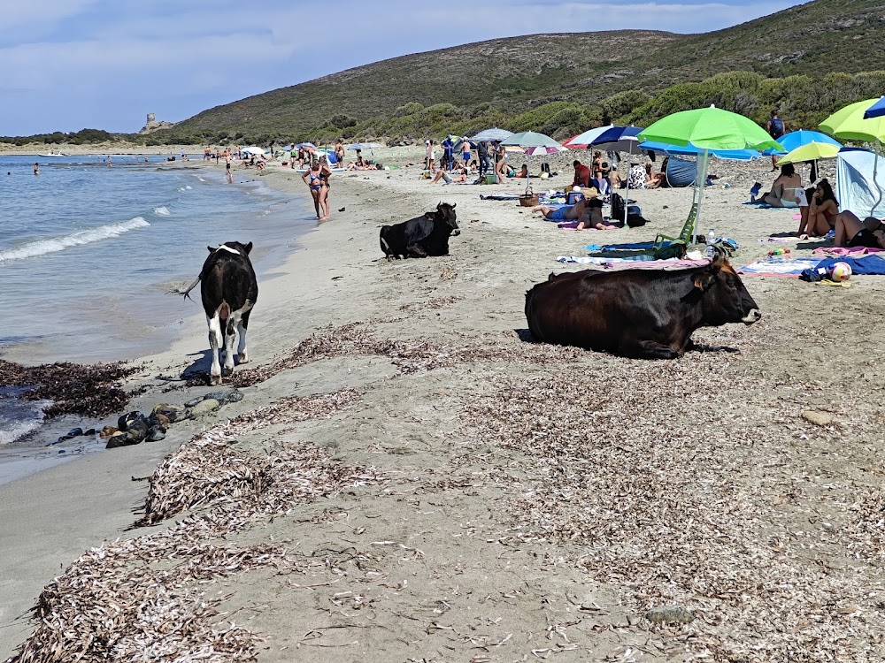 Plage de Barcaggio
