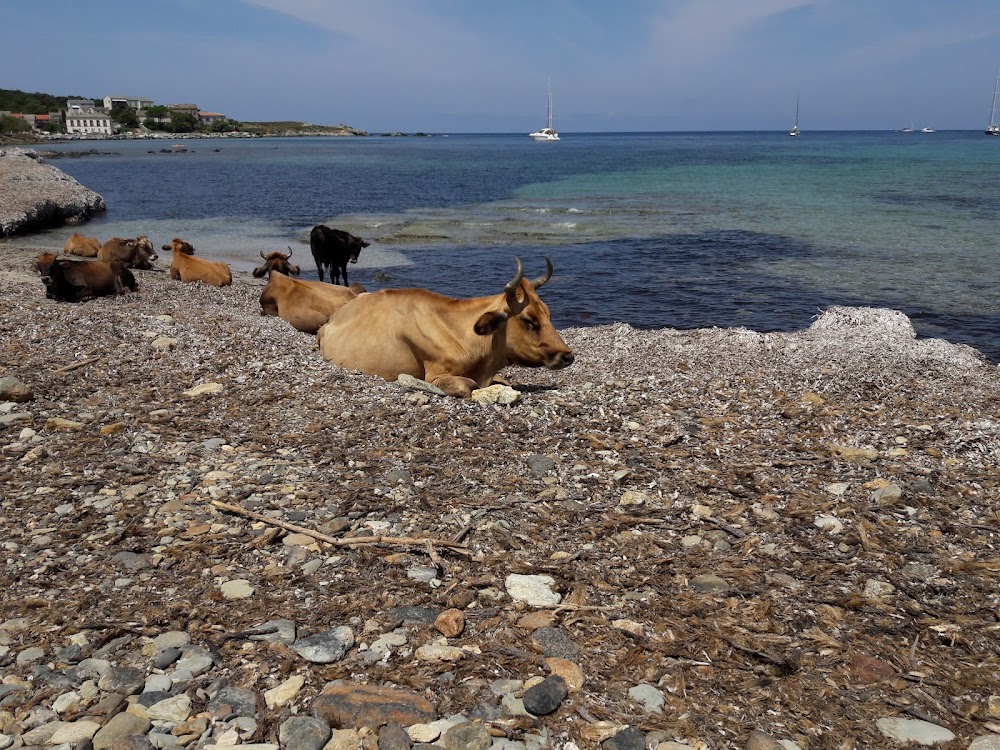 Plage de Barcaggio