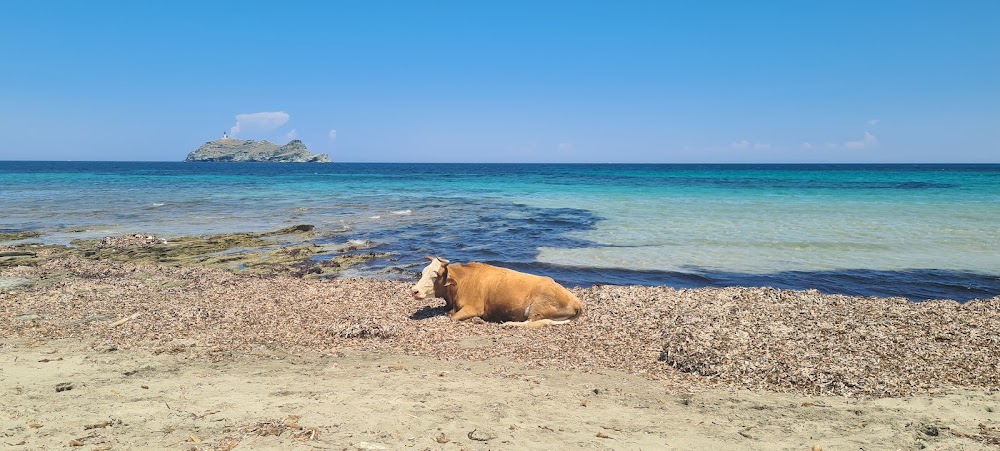 Plage de Barcaggio
