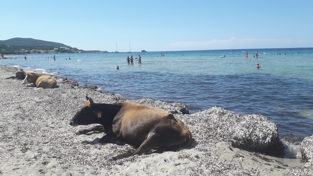 Plage de Barcaggio