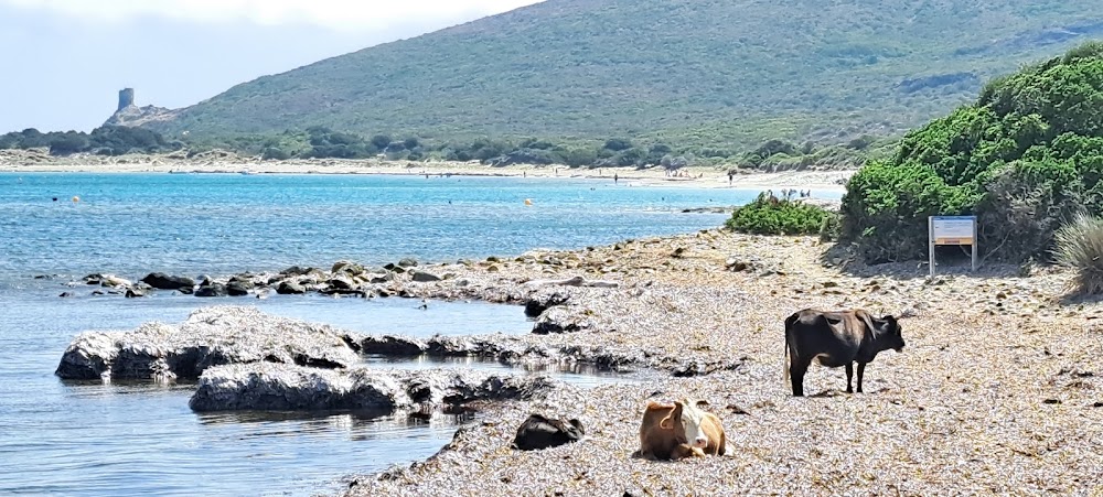 Plage de Barcaggio