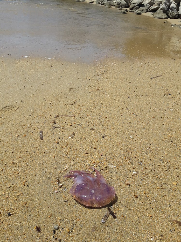 Plage de Cala d'Agulia