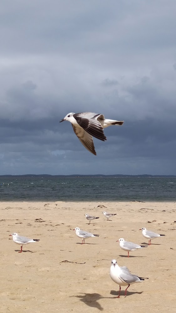 Plage d'Arcachon