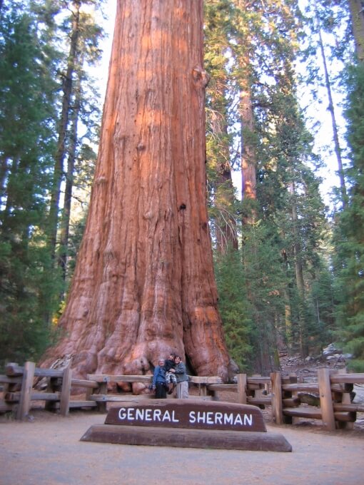 General Sherman plus grand séquoia du monde