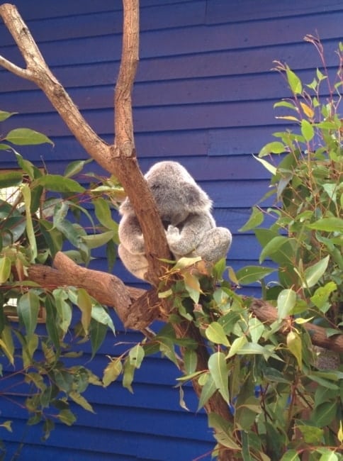 Koala yoga australie Dream World