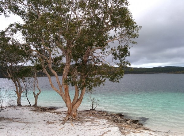 Fraser island lac mckenzie australie