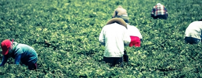 fruit-picking-australie