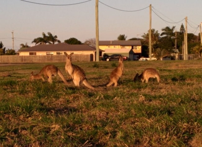 kangourou bundaberg fruit picking