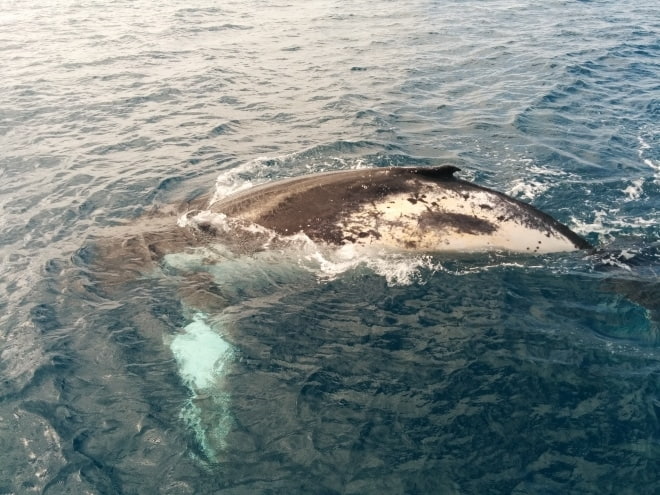 Fraser Island voir les baleines australie