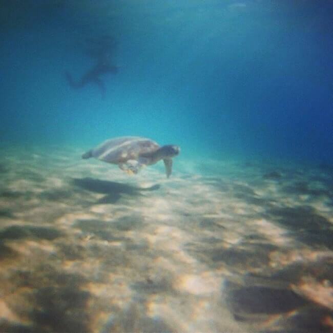 scuba diving turtle airlie beach tortue australie