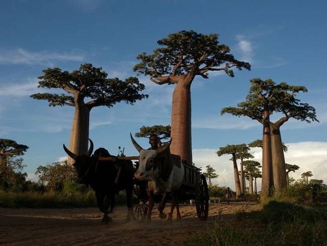 baobab madagascar