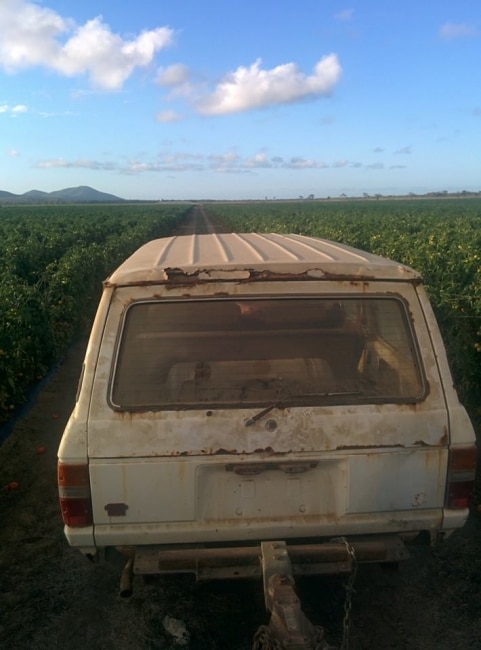 Bowen fruitpicking tomate