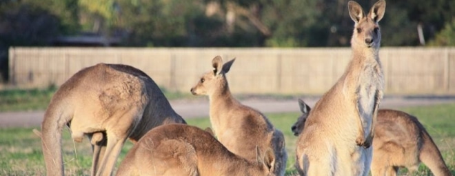 kangourou-queensland-australie