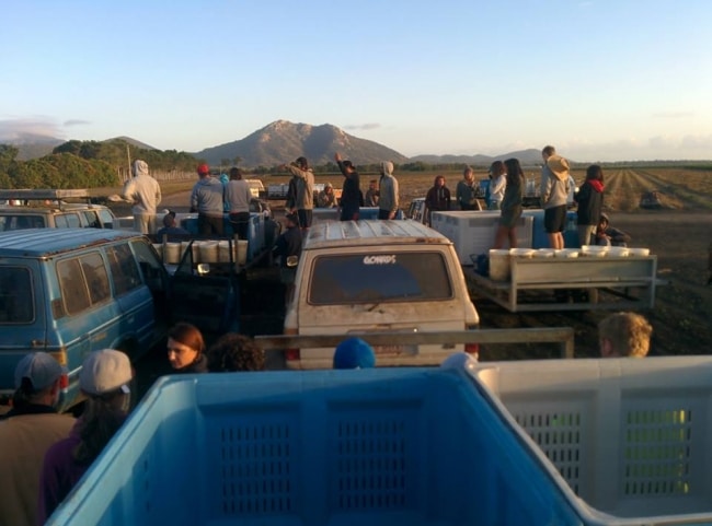 picking de tomate Bowen