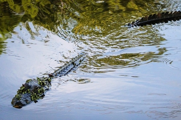 Lac Martin Alligator