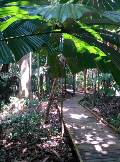 daintree forest