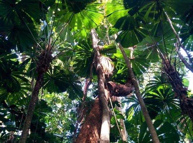 daintree rainforest