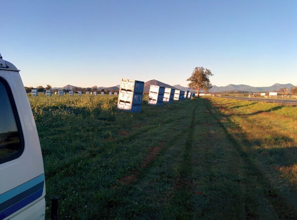 gatton fruit picking