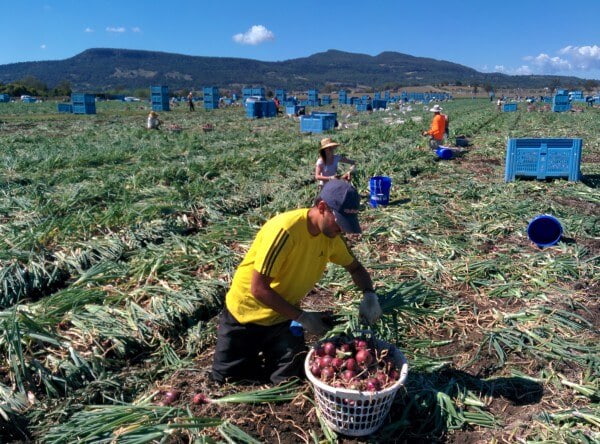 picking oignon australie