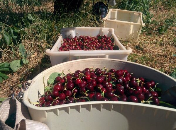 Cueillete de cerise australie