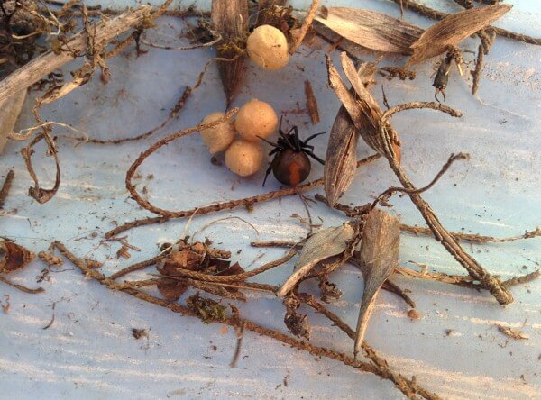 RedBack en Australie