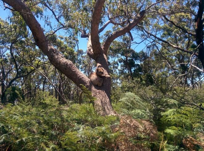 Raymond Island - sanctuaire des koalas en Australie-min