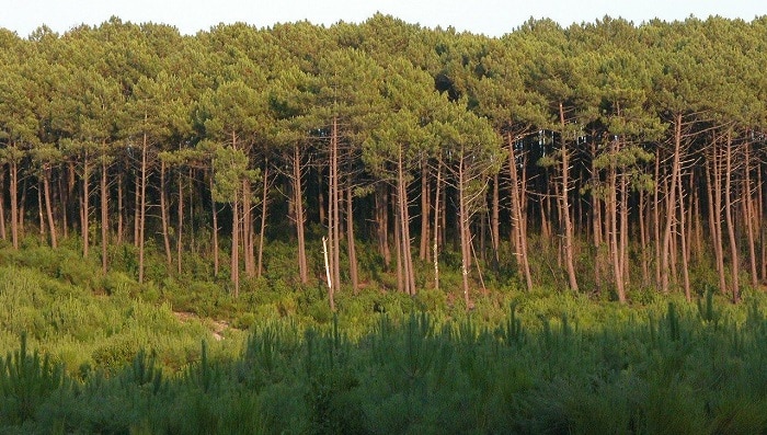 Visiter les landes